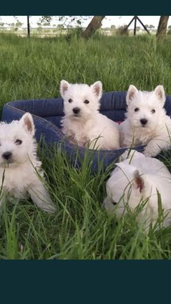 Westi highland white terrier Welpen