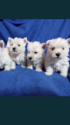 Westi highland white terrier Welpen
