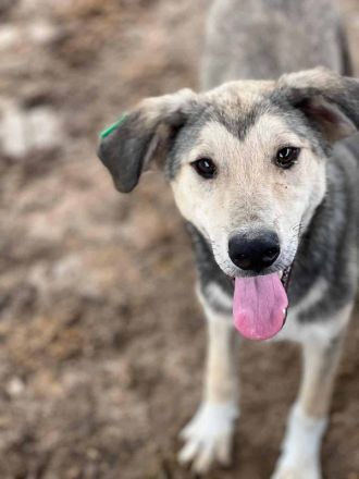 BABU  ca. 1-jähriger, bildschöner Jung-Rüde, ca. 47 cm, hat eine angenehm zurückhaltende Art