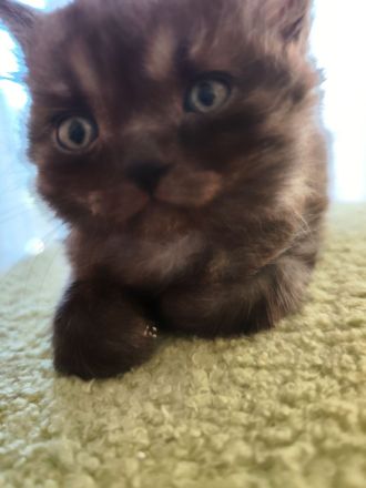 Zauberhafte BK-Kitten suchen ein Zuhause (ab August)