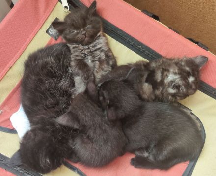 Zauberhafte BK-Kitten suchen ein Zuhause (ab August)