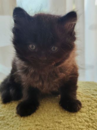 Zauberhafte BK-Kitten suchen ein Zuhause (ab August)