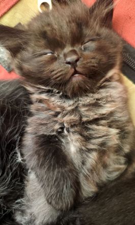 Zauberhafte BK-Kitten suchen ein Zuhause (ab August)