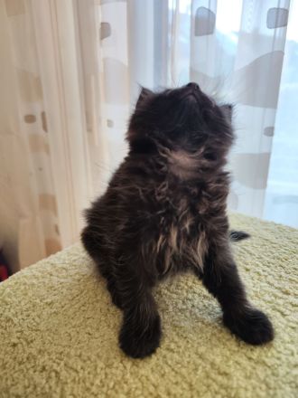 Zauberhafte BK-Kitten suchen ein Zuhause (ab August)