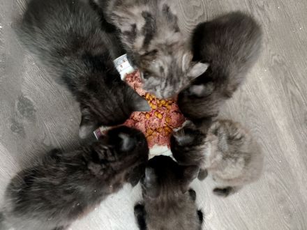 Zauberhafte BK-Kitten suchen ein Zuhause (ab August)