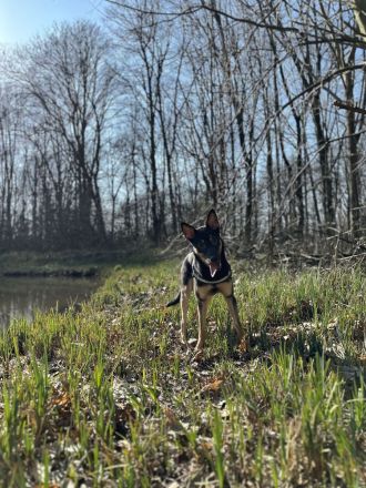 Schäferhund/Malinois Mix Malu sucht ein neues Zuhause 🩵