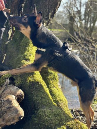 Schäferhund/Malinois Mix Malu sucht ein neues Zuhause 🩵