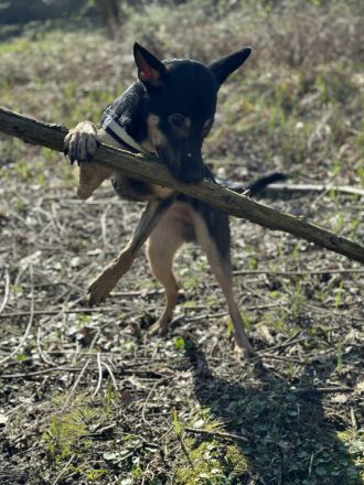 Schäferhund/Malinois Mix Malu sucht ein neues Zuhause 🩵