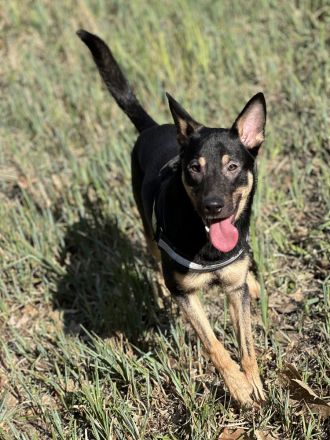 Schäferhund/Malinois Mix Malu sucht ein neues Zuhause 🩵