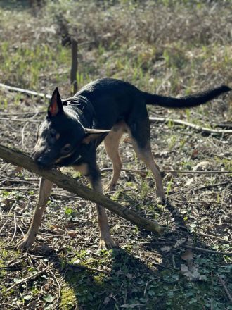 Schäferhund/Malinois Mix Malu sucht ein neues Zuhause 🩵