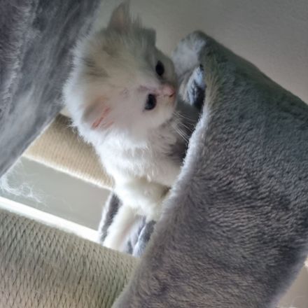 Reinrassige Perser Kitten suchen ein neues Zuhause