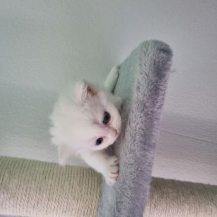 Reinrassige Perser Kitten suchen ein neues Zuhause