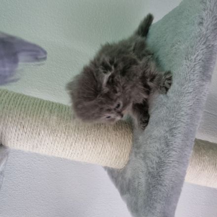 Reinrassige Perser Kitten suchen ein neues Zuhause