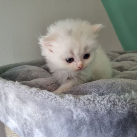 Reinrassige Perser Kitten suchen ein neues Zuhause