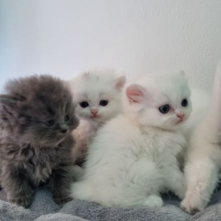 Reinrassige Perser Kitten suchen ein neues Zuhause