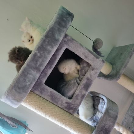 Reinrassige Perser Kitten suchen ein neues Zuhause