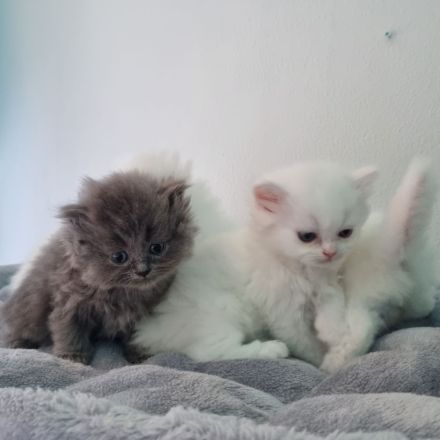 Reinrassige Perser Kitten suchen ein neues Zuhause