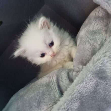 Reinrassige Perser Kitten suchen ein neues Zuhause