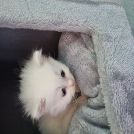 Reinrassige Perser Kitten suchen ein neues Zuhause