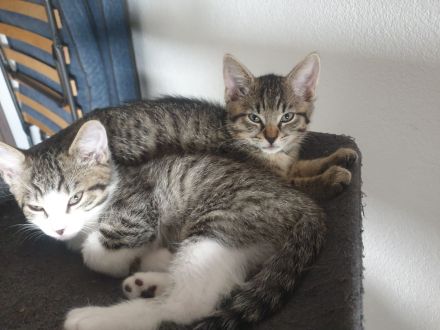 Katzenbabys/Maine-Coon-Katze Mix