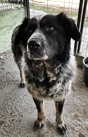 Ruby, lieb und gutmütig