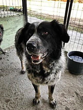 Ruby, lieb und gutmütig