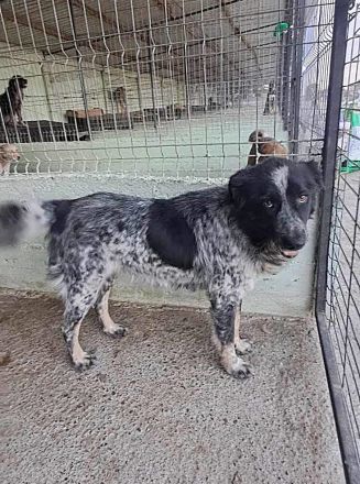 Ruby, lieb und gutmütig