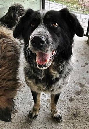 Ruby, lieb und gutmütig