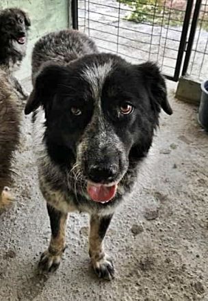 Ruby, lieb und gutmütig