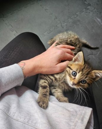 12 Wochen alter Kater sucht liebevolles Zuhause