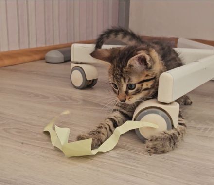 12 Wochen alter Kater sucht liebevolles Zuhause