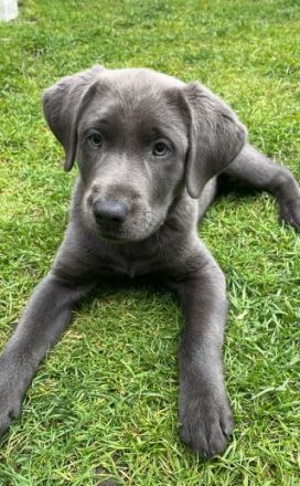 Labrador Junghund aus 03/24