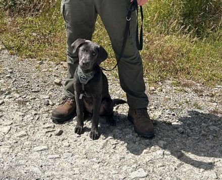 Labrador Junghund aus 03/24