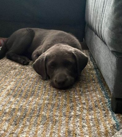 Labrador Junghund aus 03/24