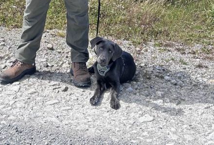 Labrador Junghund aus 03/24