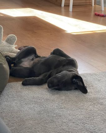 Labrador Junghund aus 03/24