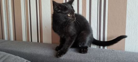 Zuckersüße BKH Mix Kitten suchen ihr Traumzuhause