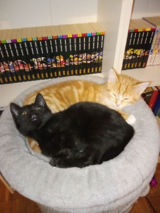 Zuckersüße BKH Mix Kitten suchen ihr Traumzuhause