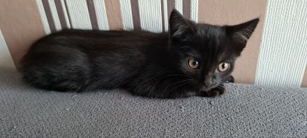 Zuckersüße BKH Mix Kitten suchen ihr Traumzuhause