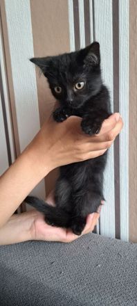 Zuckersüße BKH Mix Kitten suchen ihr Traumzuhause