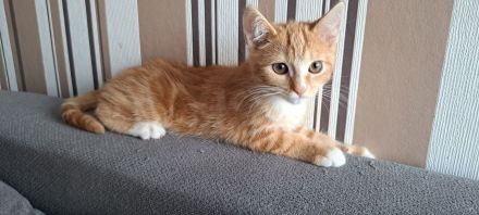 Zuckersüße BKH Mix Kitten suchen ihr Traumzuhause