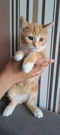 Zuckersüße BKH Mix Kitten suchen ihr Traumzuhause