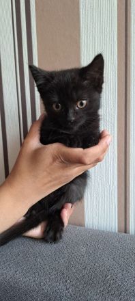 Zuckersüße BKH Mix Kitten suchen ihr Traumzuhause