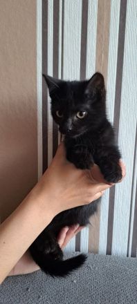 Zuckersüße BKH Mix Kitten suchen ihr Traumzuhause