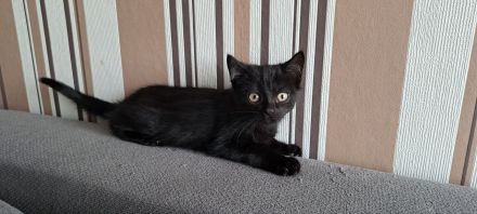 Zuckersüße BKH Mix Kitten suchen ihr Traumzuhause