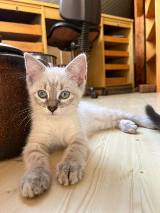 Süsse Katzenbabys zu verkaufen