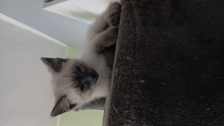 Süsse Katzenbabys zu verkaufen