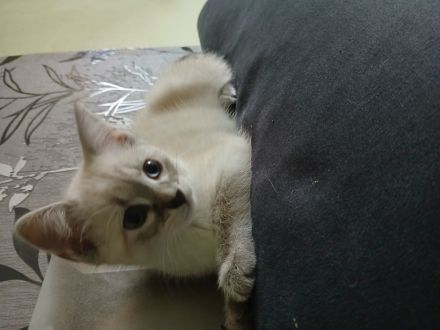 Süsse Katzenbabys zu verkaufen