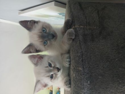 Süsse Katzenbabys zu verkaufen