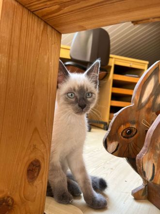 Süsse Katzenbabys zu verkaufen